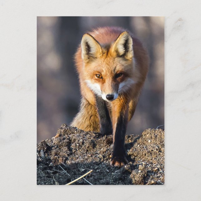 Cartão Postal Raposa furtiva (Frente)