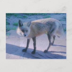 Cartão Postal Raposa no alpendre