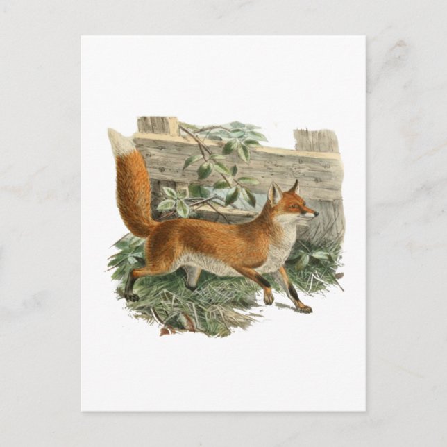 Cartão Postal Raposa por cerca (Frente)
