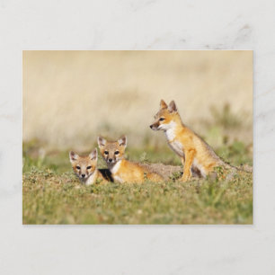 Cartão Postal Raposa Veloz (Vulpes macrotis) jovem na toca da co