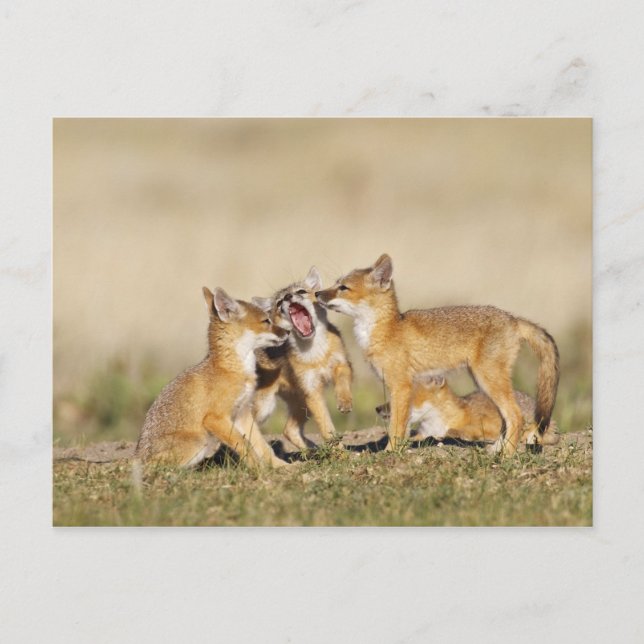 Cartão Postal Raposa Veloz (Vulpes macrotis) jovem na toca da co (Frente)