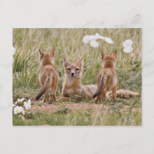 Cartão Postal Raposa Veloz (Vulpes velox) fêmea com filhotes em