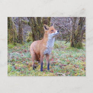 Cartão Postal Raposa Vermelha Curiosa Olhando para Cima Arte da 
