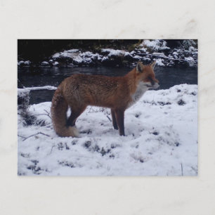 Cartão Postal Raposa Vermelha Na Neve Natureza Vida Selvagem De