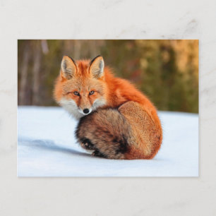 Cartão Postal Raposa Vermelha Na Neve Yukon