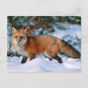 Cartão Postal Raposa Vermelha Neve no Inverno, Montana