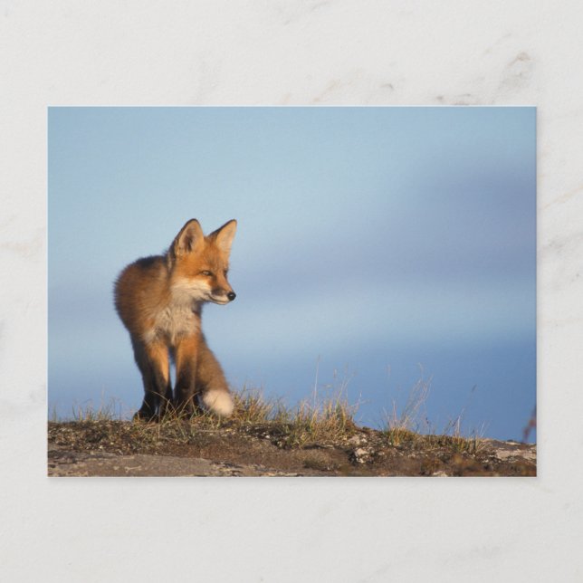Cartão Postal Raposa vermelha, Vulpes vulpes (Frente)