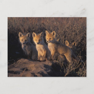 Cartão Postal raposa-vermelha, Vulpes vulpes, filhotes