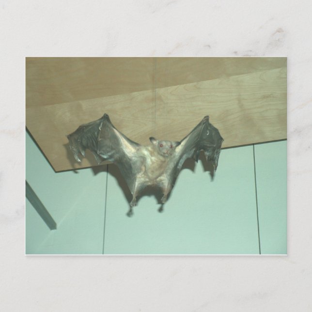 Cartão Postal "Raposa voadora" do Grande Bat (Frente)