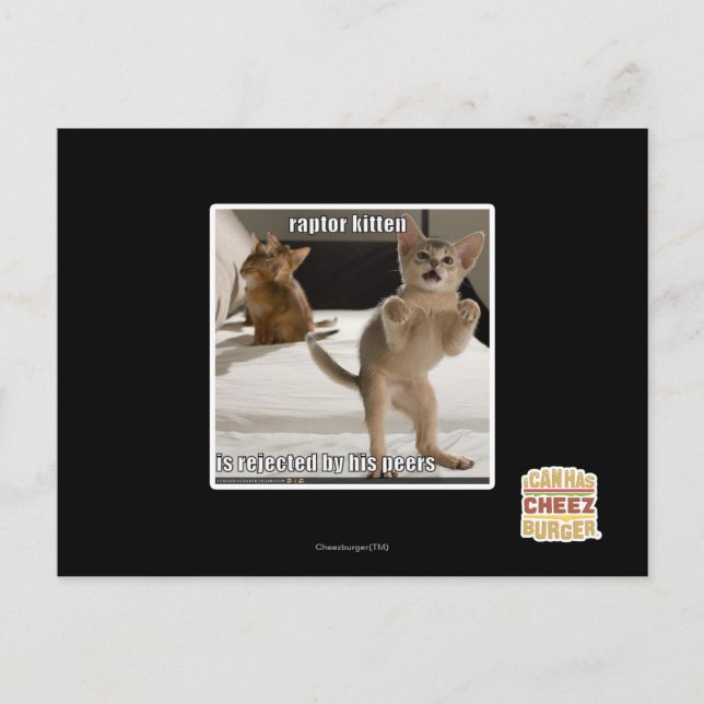 Cartão Postal Raptor Kitten (Frente)