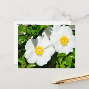 Cartão Postal Raras Rosas Cherokee Brancas