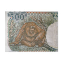 Rare Orangutan Limited Edition