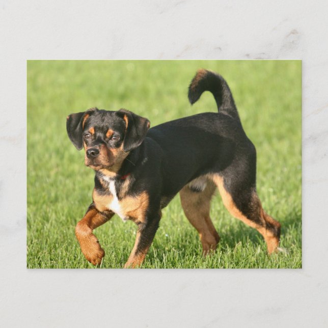 Cartão Postal Rascal (Frente)