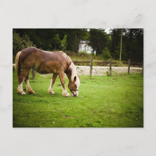 Cartão Postal Rascunho Grazing After Bath