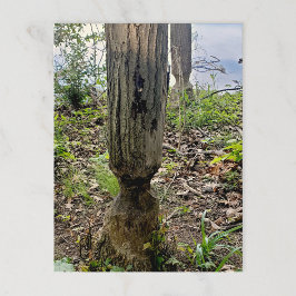 Cartão Postal Rastreio de castores do Metropark Oakwoods