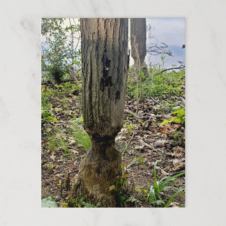 Cartão Postal Rastreio de castores do Metropark Oakwoods