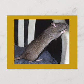 CARTÃO POSTAL RAT
