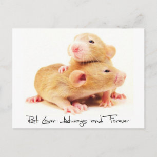 Cartão Postal Rat Lover Always and Forever