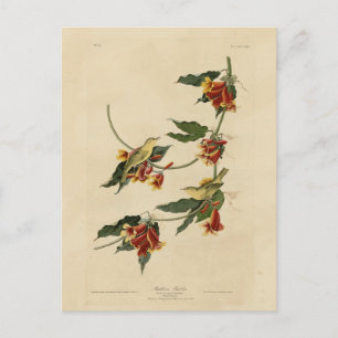 Cartão Postal Rathbone (Amarelo) Warbler - Aves de Audubon da Am
