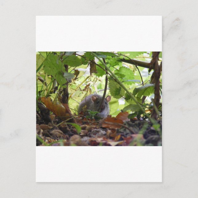 Cartão Postal Rato fluvial (Frente)