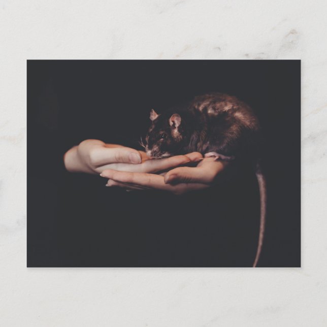 Cartão Postal Rato na mão... (Frente)