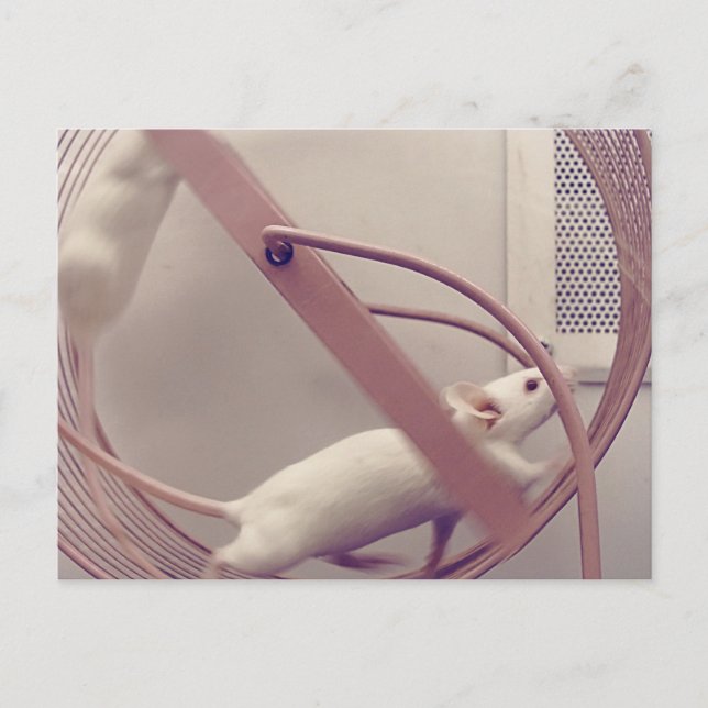 Cartão Postal Ratos com roda em movimento (Frente)