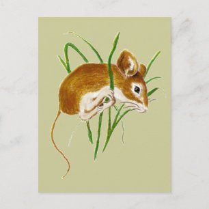 Cartão Postal Ratos Fofos, Rato Animais da Natureza Aquarela