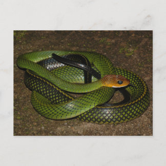 Cartão Postal Ratsnake ou cobra de rato verde