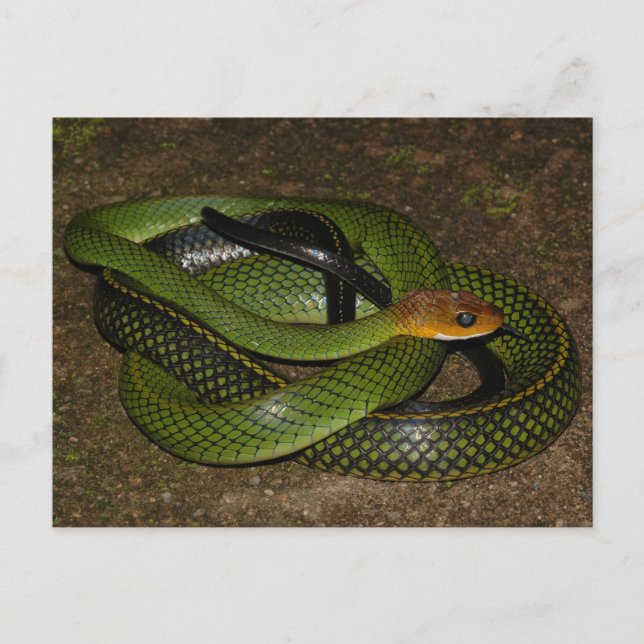 Cartão Postal Ratsnake ou cobra de rato verde (Frente)