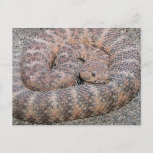 Cartão Postal Rattlesnake
