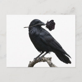 Cartão Postal Raven