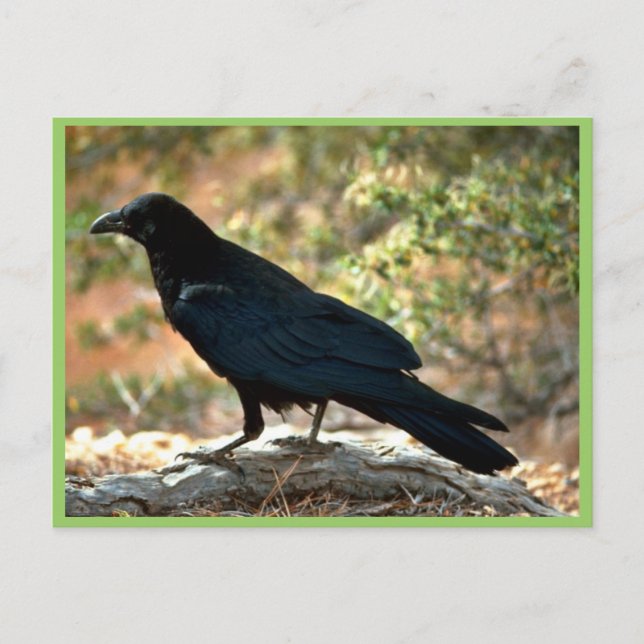 Cartão Postal Raven (Frente)