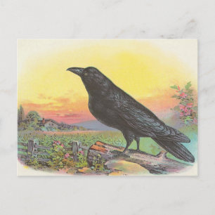 Cartão Postal Raven