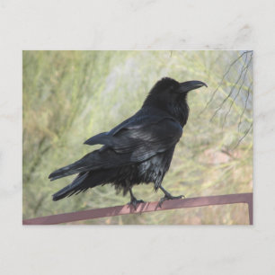 Cartão Postal Raven