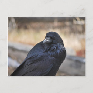 Cartão Postal Raven de Yellowstone