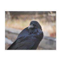 Raven de Yellowstone