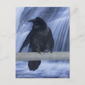 Cartão Postal Raven Empoleirada sobre uma cascata