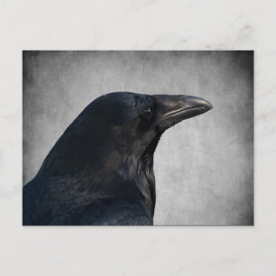 Cartão Postal Raven Glamor Shot