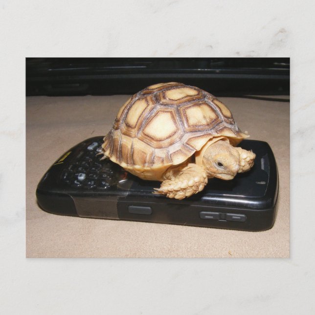 Cartão Postal Rawr Telefone em Casa (Frente)