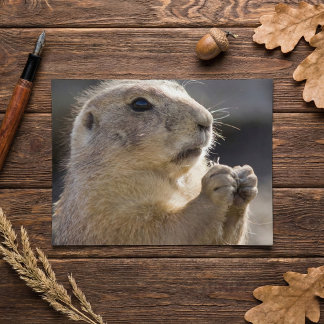 Cartão Postal Realistic Natural Profile Groundhog Paws Up Photo