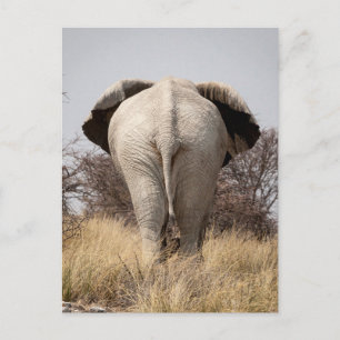 Cartão Postal Rear view of elephant