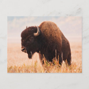 Cartão Postal Rebanho de Bisão Americano (Bison Bison) em Teton 