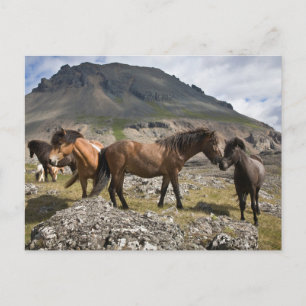 Cartão Postal Rebanho de Cavalos, Perto de Hofn, Islândia