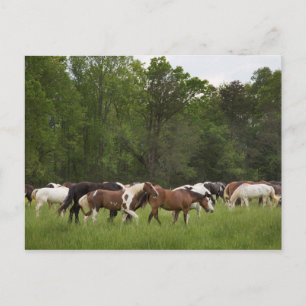 Cartão Postal Rebanho de cavalos, Tennessee
