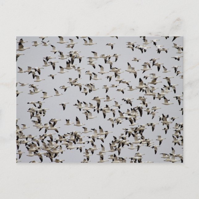 Cartão Postal Rebanho de Gansos em Voo (Frente)