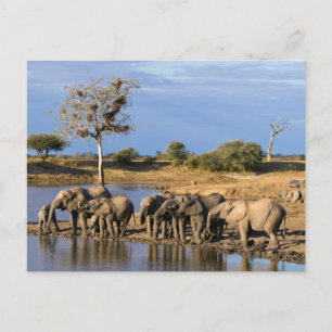 Cartão Postal Rebanho do elefante de Bush do africano (Loxodonta