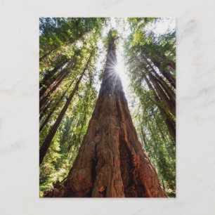 Cartão Postal Reboque para Sequoias