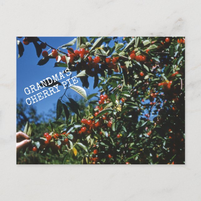 Cartão Postal Receita da tarte de cereja da vovó (Frente)