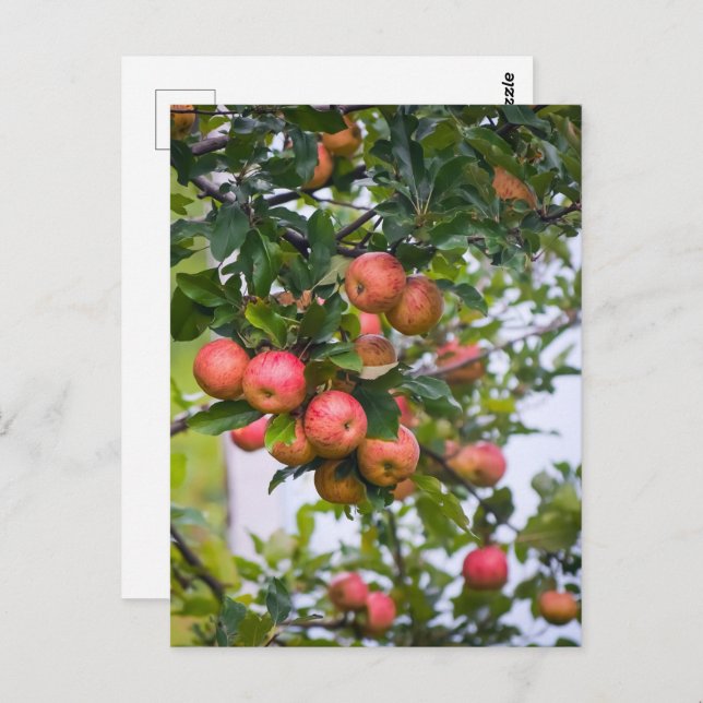 Cartão Postal Receita de Molho de Maçã (Frente/Verso)