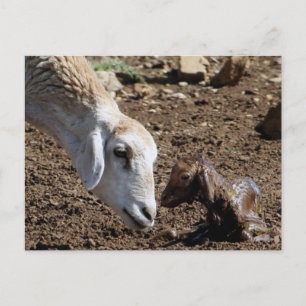 Cartão Postal Recém-nascido